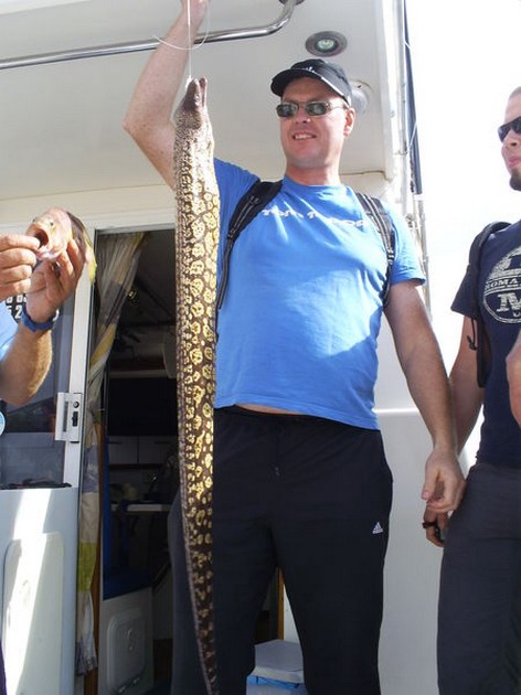 Tiger Moray Cavalier & Blue Marlin Sport Fishing Gran Canaria