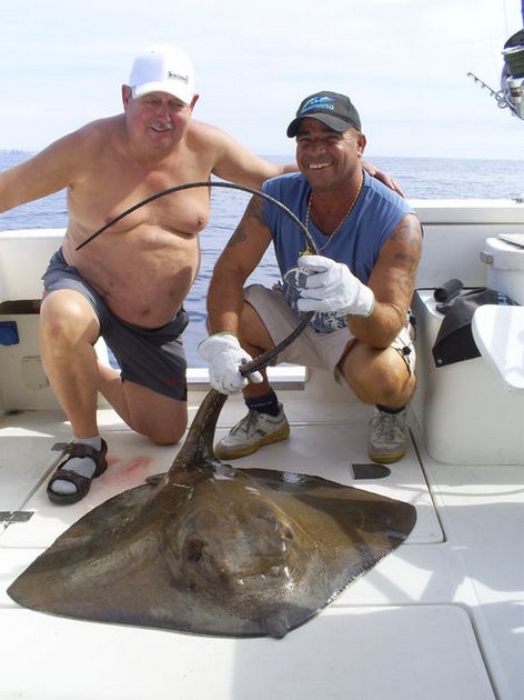 Common Stingray Cavalier & Blue Marlin Sport Fishing Gran Canaria