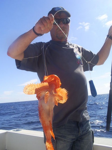 Scorpion or Fire fish Cavalier & Blue Marlin Sport Fishing Gran Canaria
