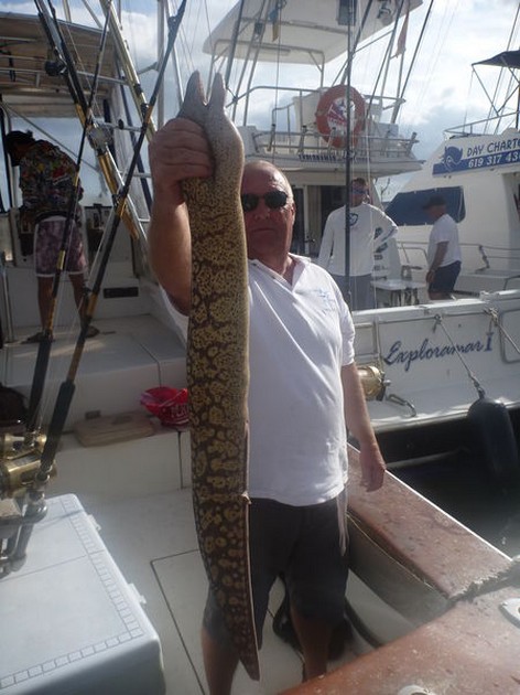 Tiger Moray Cavalier & Blue Marlin Sport Fishing Gran Canaria