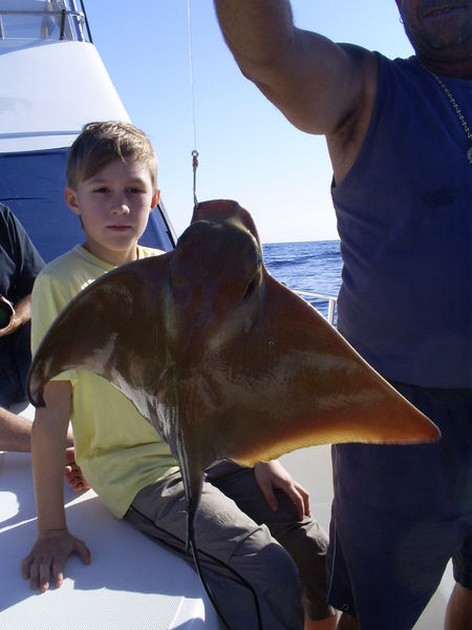 Eagle Ray Cavalier & Blue Marlin Sport Fishing Gran Canaria