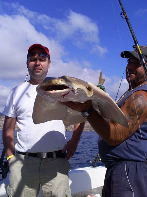 Angels shark Cavalier & Blue Marlin Sport Fishing Gran Canaria
