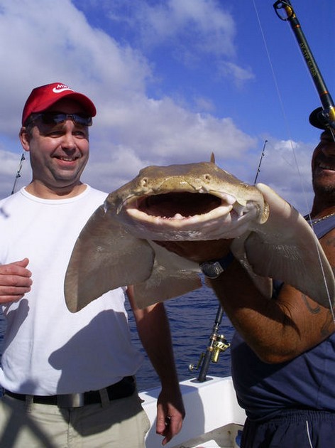 Angel shark Cavalier & Blue Marlin Sport Fishing Gran Canaria