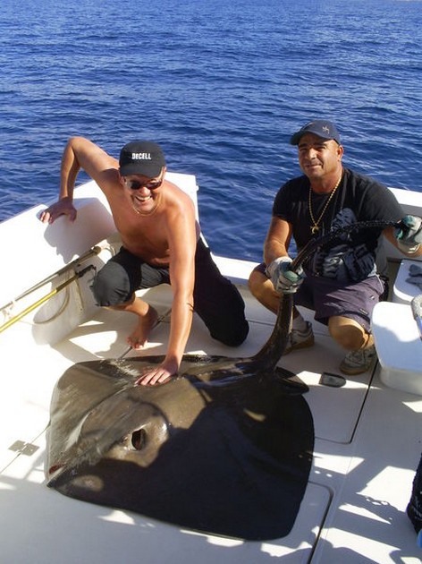 Common Stingray Cavalier & Blue Marlin Sport Fishing Gran Canaria