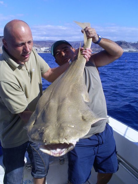 29/12 Angel shark Cavalier & Blue Marlin Sport Fishing Gran Canaria