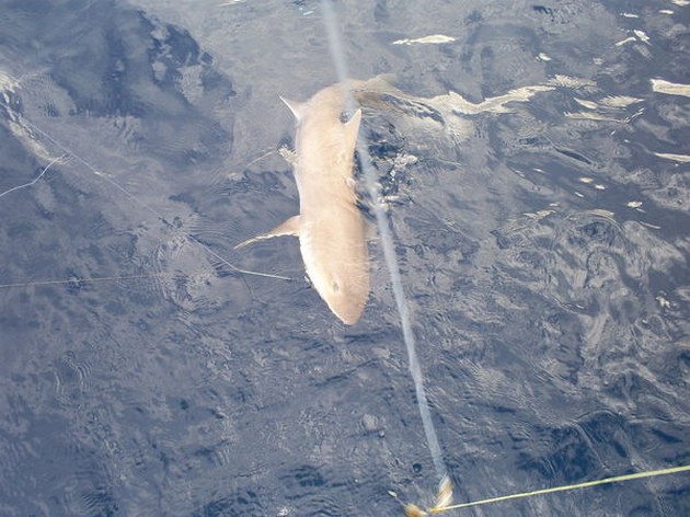 Tope Cavalier & Blue Marlin Sport Fishing Gran Canaria