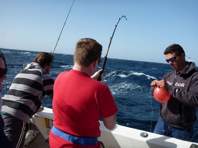 Hooked Up Cavalier & Blue Marlin Sport Fishing Gran Canaria
