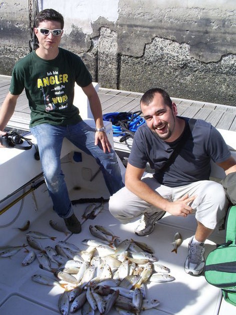 Common Stingrays Cavalier & Blue Marlin Sport Fishing Gran Canaria