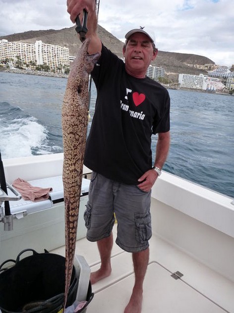 Tiger Moray Cavalier & Blue Marlin Sport Fishing Gran Canaria