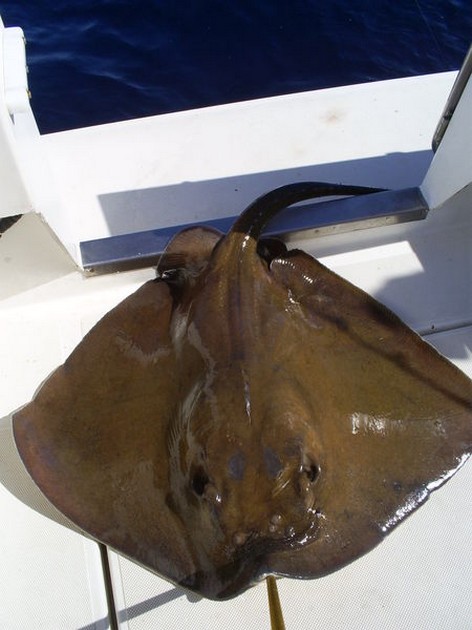 Good Fishing Cavalier & Blue Marlin Sport Fishing Gran Canaria