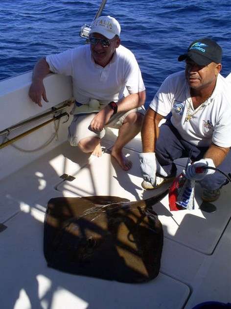 Common Stingray Cavalier & Blue Marlin Sport Fishing Gran Canaria
