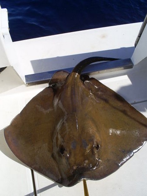 Zware Roggen Cavalier & Blue Marlin Sport Fishing Gran Canaria