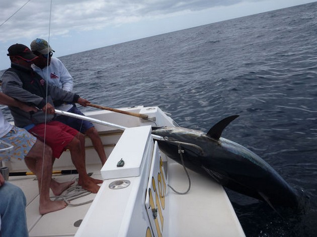 Well done Cavalier & Blue Marlin Sport Fishing Gran Canaria