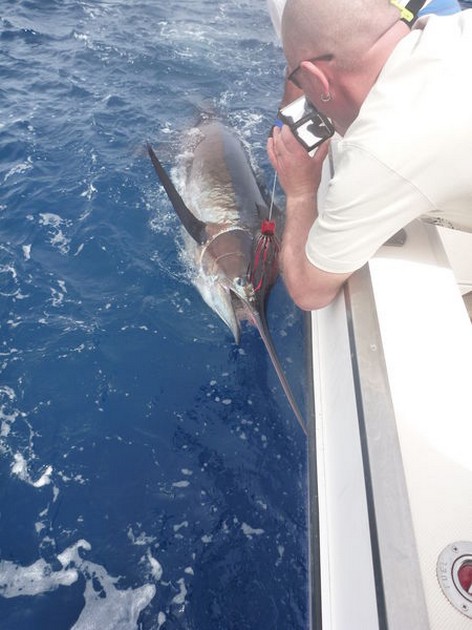 17/05 Blue Marlin Cavalier & Blue Marlin Sport Fishing Gran Canaria