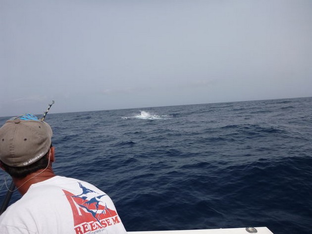 Jumping Blue Marlin Cavalier & Blue Marlin Sport Fishing Gran Canaria