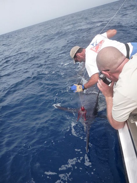 Release Me Cavalier & Blue Marlin Sport Fishing Gran Canaria