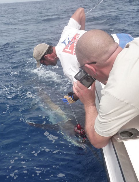 Release Me Cavalier & Blue Marlin Sport Fishing Gran Canaria