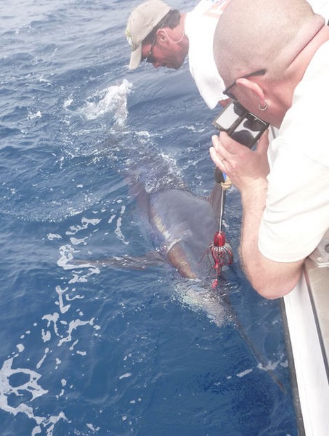 Release Me Cavalier & Blue Marlin Sport Fishing Gran Canaria