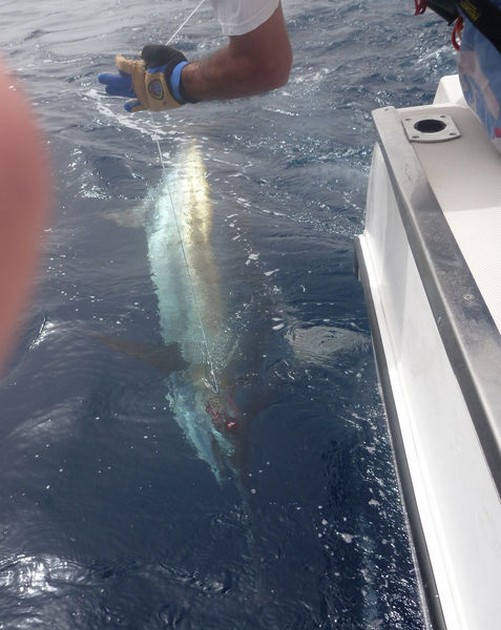 Release Me Cavalier & Blue Marlin Sport Fishing Gran Canaria