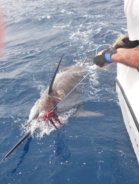 Release Me Cavalier & Blue Marlin Sport Fishing Gran Canaria