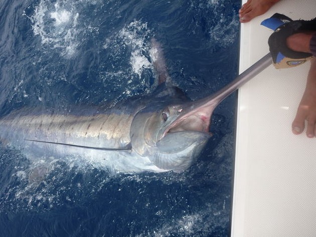 Release Me Cavalier & Blue Marlin Sport Fishing Gran Canaria