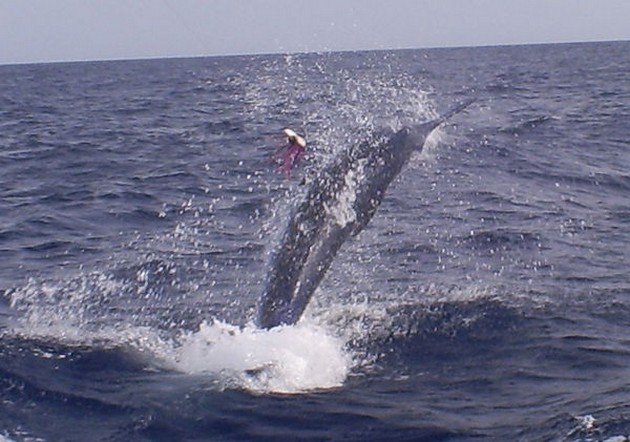 18/05 Blue Marlin Cavalier & Blue Marlin Sport Fishing Gran Canaria