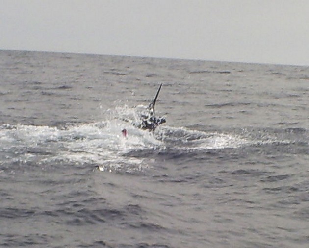 Tag & Release Cavalier & Blue Marlin Sport Fishing Gran Canaria