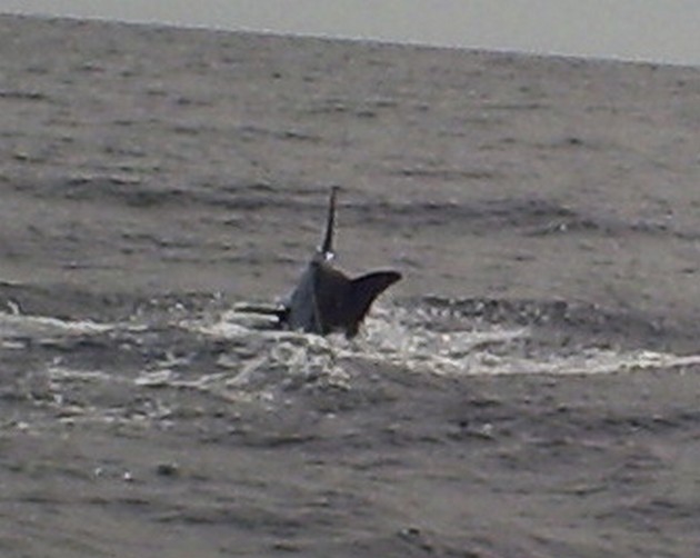 Tag & Release Cavalier & Blue Marlin Sport Fishing Gran Canaria