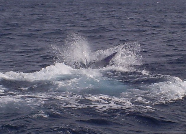 Tag & Release Cavalier & Blue Marlin Sport Fishing Gran Canaria