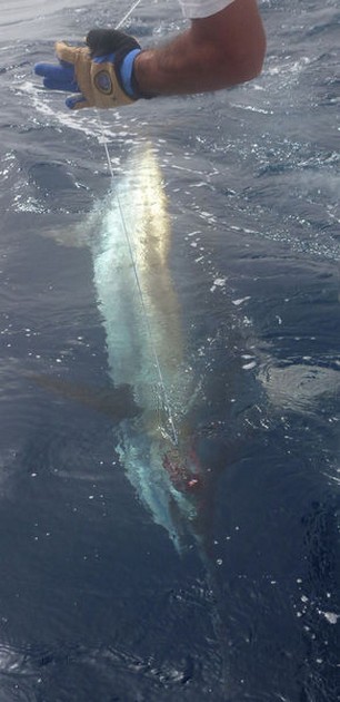 Blue Marlin Cavalier & Blue Marlin Sport Fishing Gran Canaria