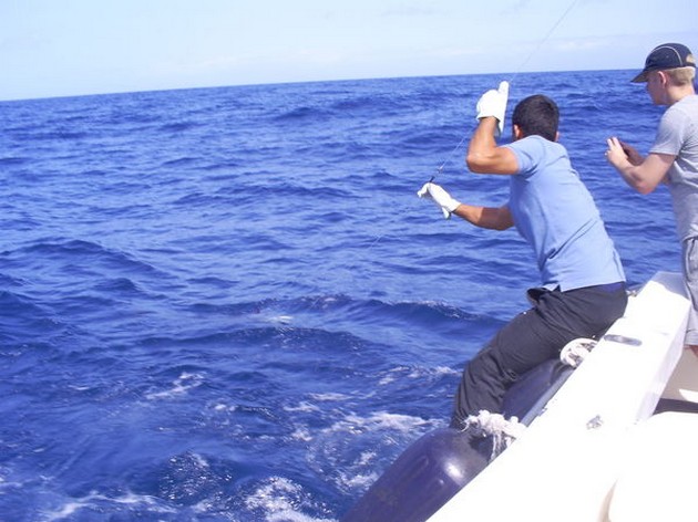 1 minute before release Cavalier & Blue Marlin Sport Fishing Gran Canaria