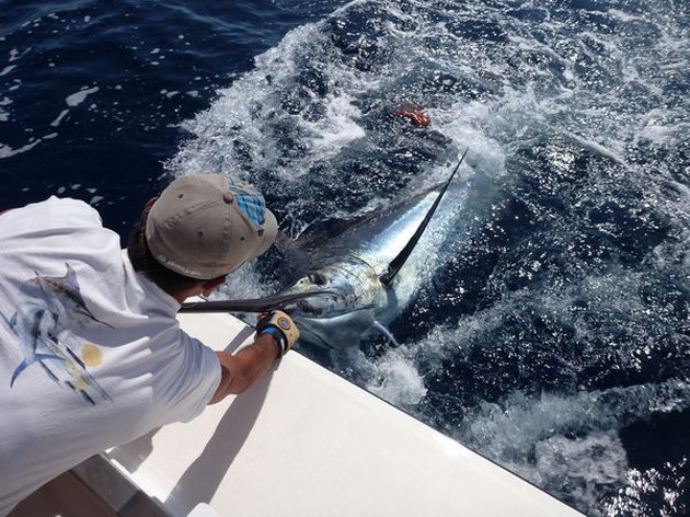 220 + 280 kg Release Cavalier & Blue Marlin Sport Fishing Gran Canaria