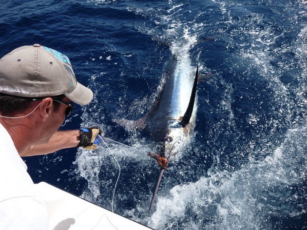 24/05 Blue Marlin Cavalier & Blue Marlin Sport Fishing Gran Canaria