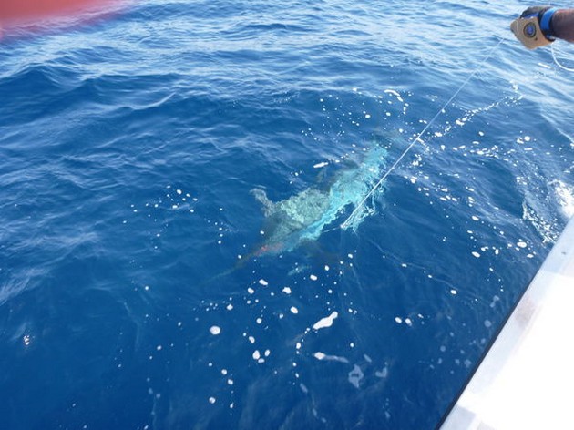 Release Me Cavalier & Blue Marlin Sport Fishing Gran Canaria