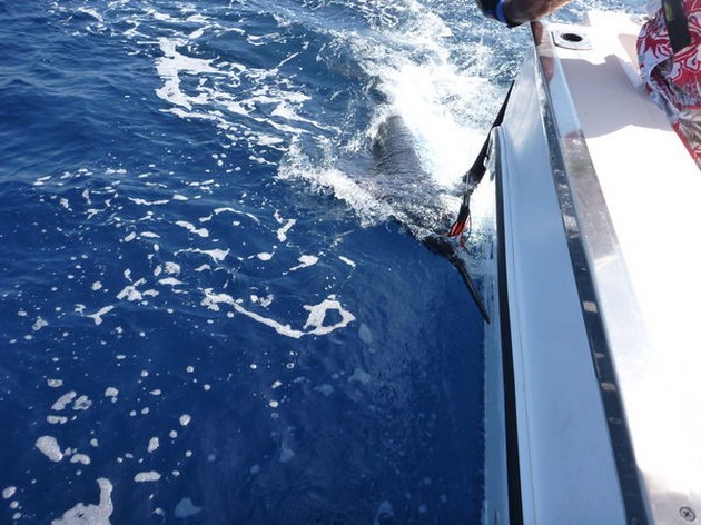 Blue Marlin Cavalier & Blue Marlin Sport Fishing Gran Canaria