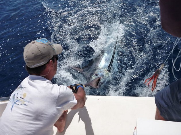 Release Me Cavalier & Blue Marlin Sport Fishing Gran Canaria
