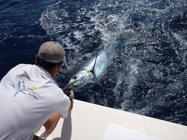 Blue Marlin Cavalier & Blue Marlin Sport Fishing Gran Canaria