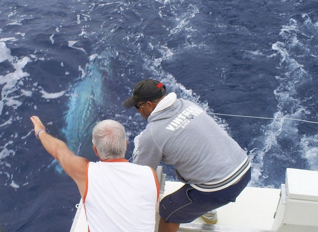 Blue Marlin Cavalier & Blue Marlin Sport Fishing Gran Canaria