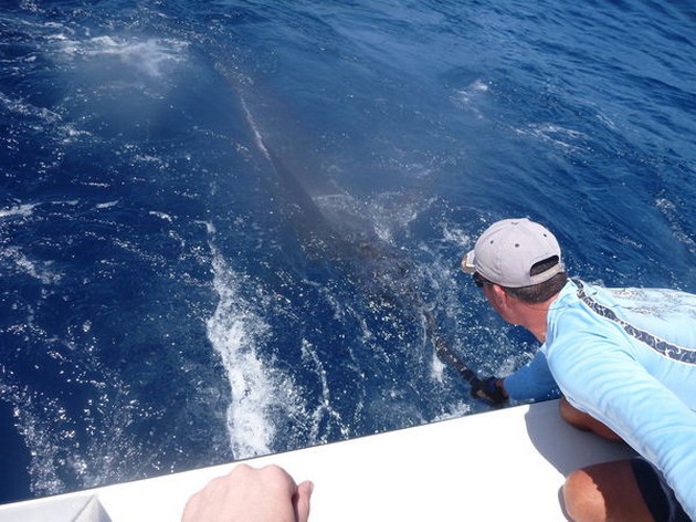Release Me Cavalier & Blue Marlin Sport Fishing Gran Canaria