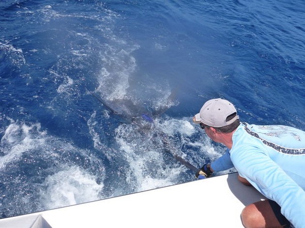 Release Me Cavalier & Blue Marlin Sport Fishing Gran Canaria