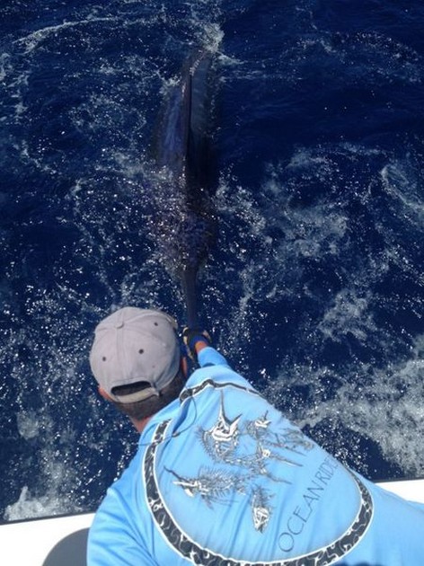 28/05 Blue Marlin Cavalier & Blue Marlin Sport Fishing Gran Canaria