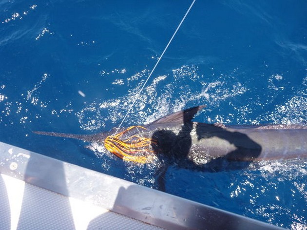 270 lb Blue Marlin Cavalier & Blue Marlin Sport Fishing Gran Canaria