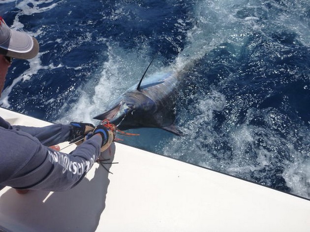 Release Me Cavalier & Blue Marlin Sport Fishing Gran Canaria