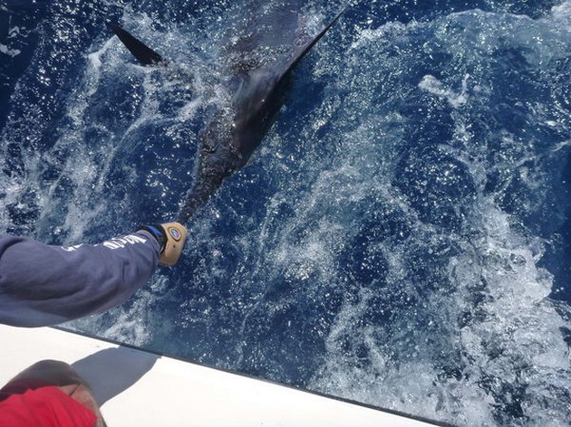 Release Me Cavalier & Blue Marlin Sport Fishing Gran Canaria