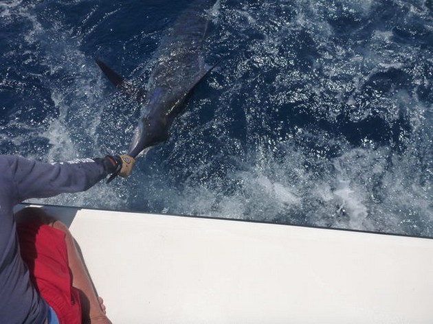 Release Me Cavalier & Blue Marlin Sport Fishing Gran Canaria