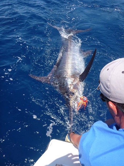 30/05 Blue Marlin Cavalier & Blue Marlin Sport Fishing Gran Canaria