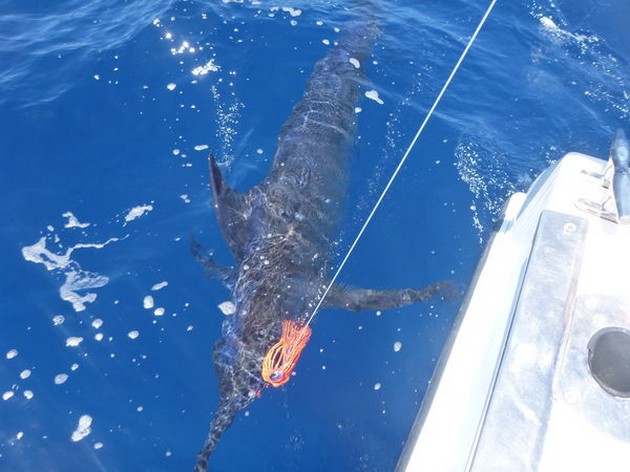 Release Me Cavalier & Blue Marlin Sport Fishing Gran Canaria