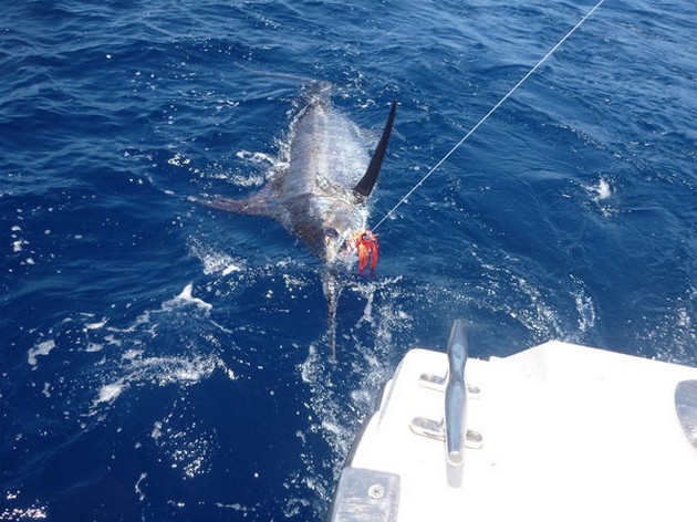Release Me Cavalier & Blue Marlin Sport Fishing Gran Canaria
