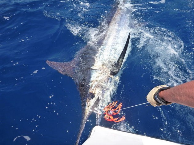release me Cavalier & Blue Marlin Sport Fishing Gran Canaria