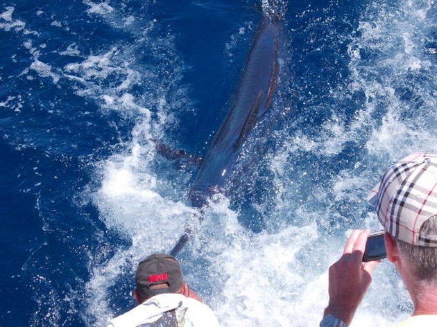 release me Cavalier & Blue Marlin Sport Fishing Gran Canaria